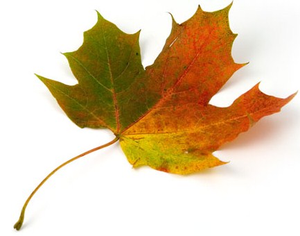 one leaf 6
